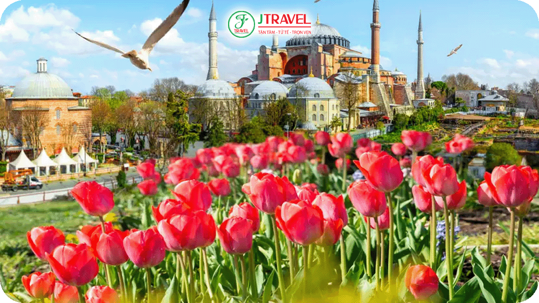 Hàng trăm loài tulip với hình dáng và màu sắc khác nhau