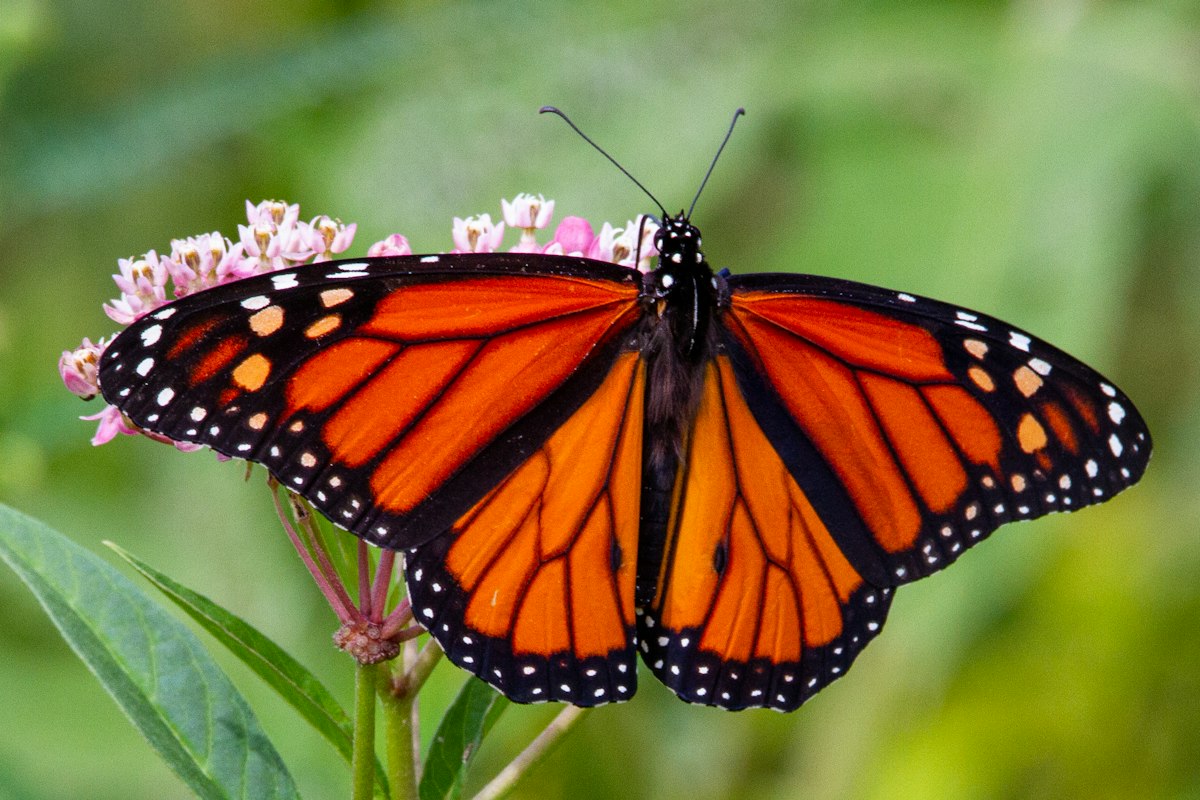 Bướm vua đậu trên hoa cây bông tai (milkweed), nguồn sống của bướm vua trên vùng sinh sản