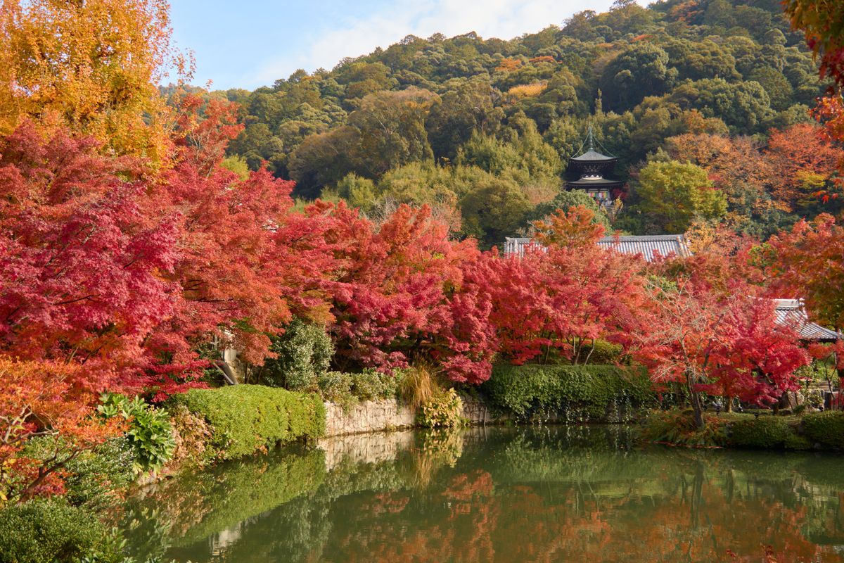 Chùa Eikando giữa những tán phong đỏ ở Kyoto