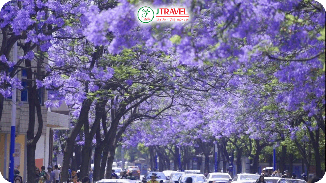 Rực rỡ con đường hoa Phượng Tím Jiaochang Middle