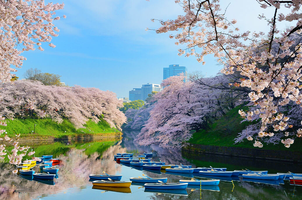 Tour Mùa Hoa Anh Đào Nhật Bản 6N5Đ: Tokyo – Yamanashi – Nagoya – Kyoto – Osaka