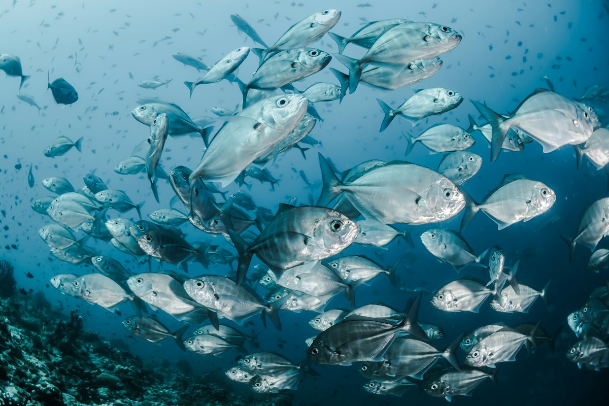 Đàn cá bơi dày đặc trong làn nước Maldives