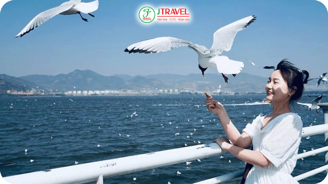 Ngắm và chụp ảnh cùng hải âu ở hồ Điện Trì