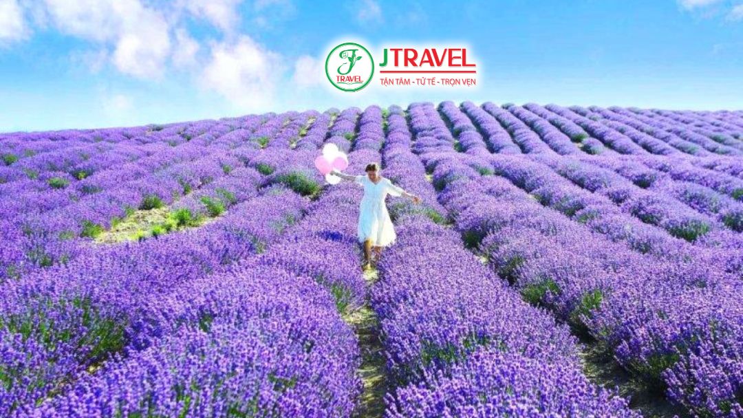 Hoa oải hương Y Lê đổi màu theo ánh sáng từ sáng đến hoàng hôn