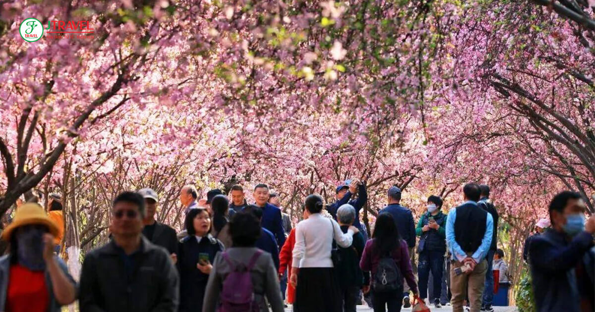 Hoa Anh Đào Côn Minh