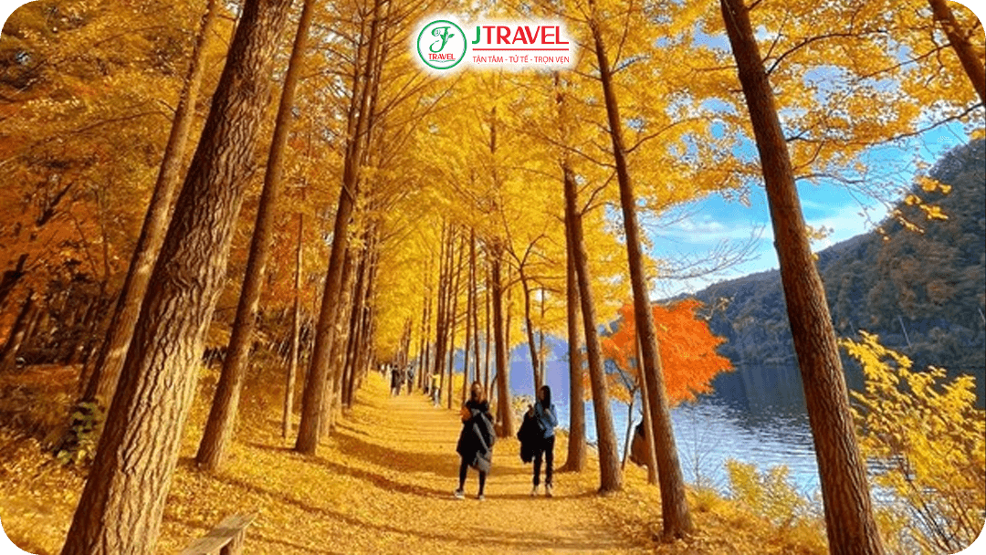 Tản bộ qua đại lộ lá vàng đảo Nami