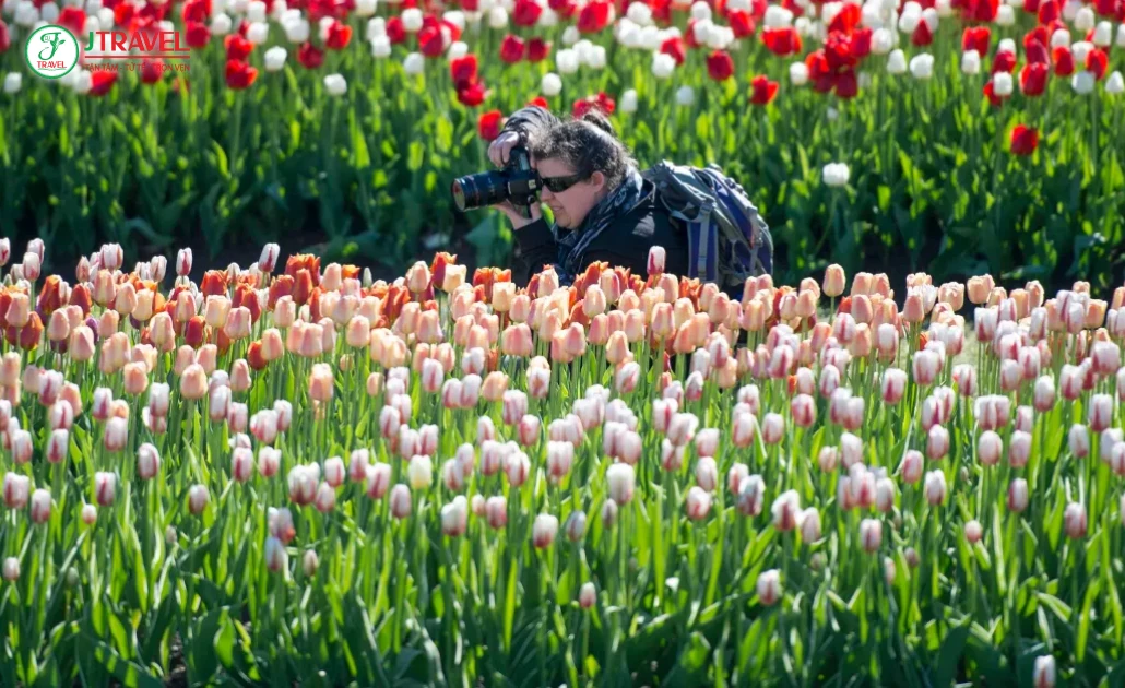 Du khách dạo bước giữa hàng triệu bông tulip nở rộ trong nắng xuân Ottawa, Canada