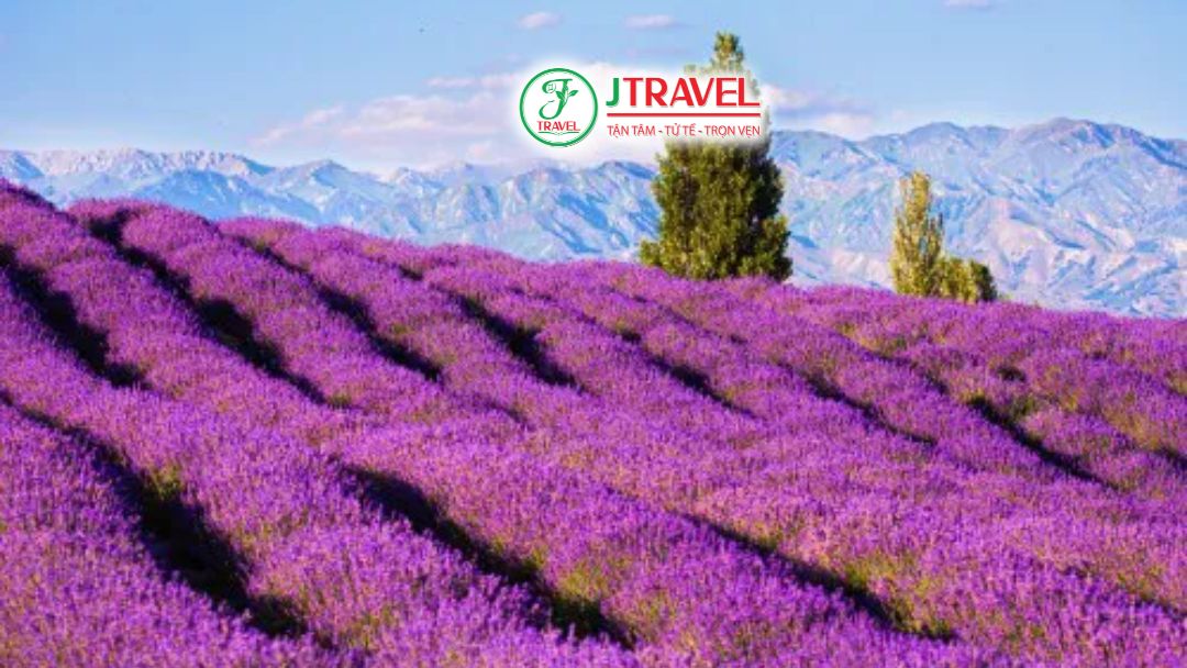 Hoa oải hương Y Lê lan tỏa hương thơm dịu nhẹ giữa cánh đồng rộng