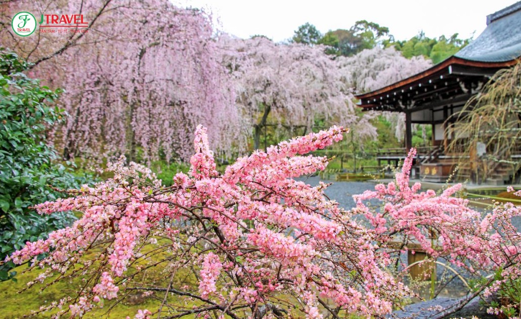 Khung cảnh bình yên tại chùa Tenryu-ji, Kyoto