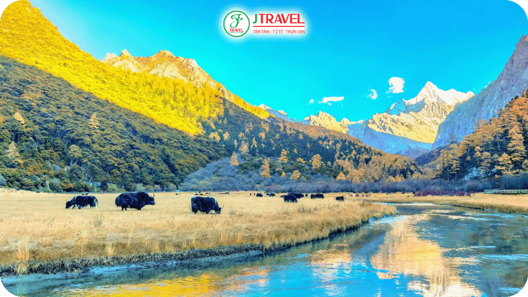 Ngưu Trường Lạc Nhung - nơi ở của hàng trăm chú bò Yak