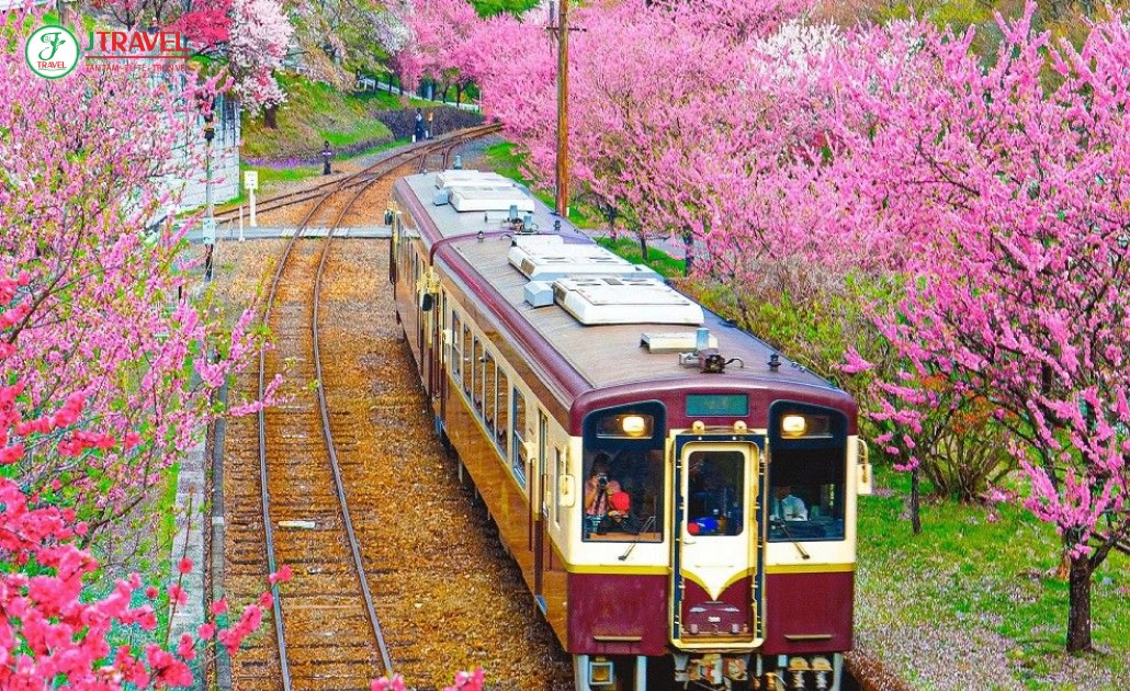 Tàu Sagano chạy dọc sông mùa hoa anh đào.