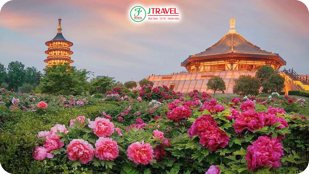 Mùa hoa mẫu đơn kéo dài từ đầu tháng 4 đến đầu tháng 5 hàng năm