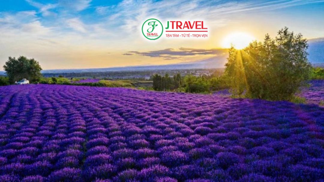 Hoa oải hương Y Lê cụm dày màu tím đậm dưới ánh nắng Tân Cương