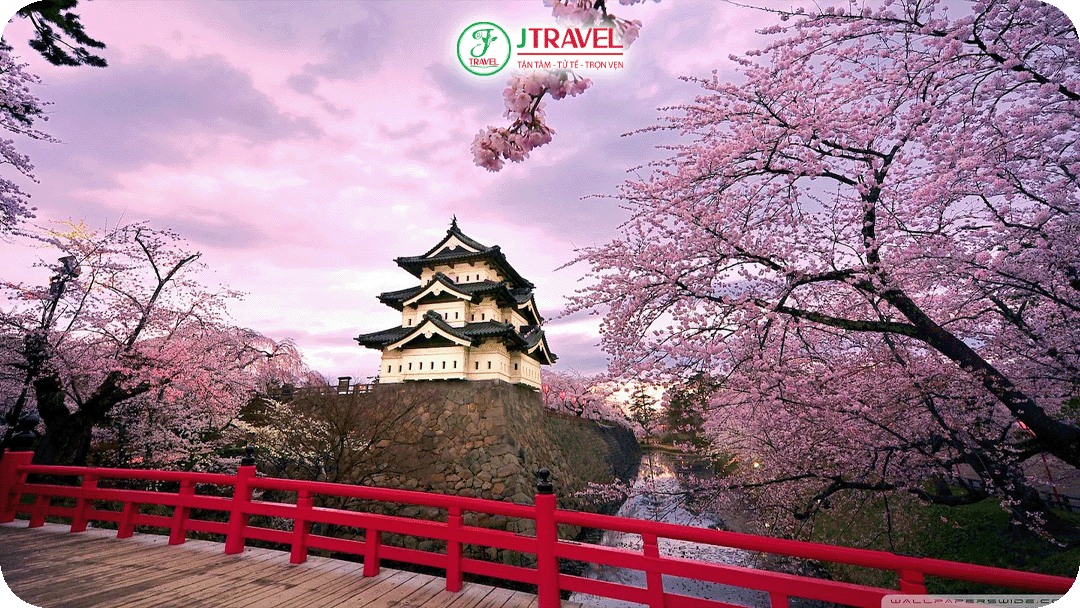 Thời điểm ngắm hoa anh đào Nhật Bản đẹp nhất