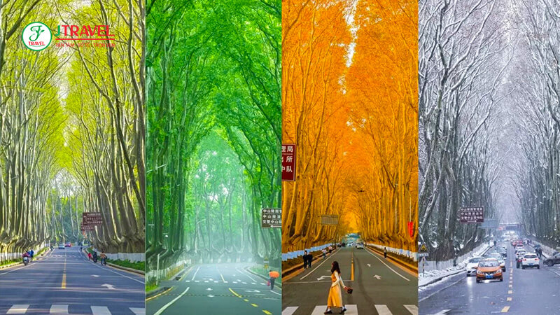 Đại lộ ngô đồng