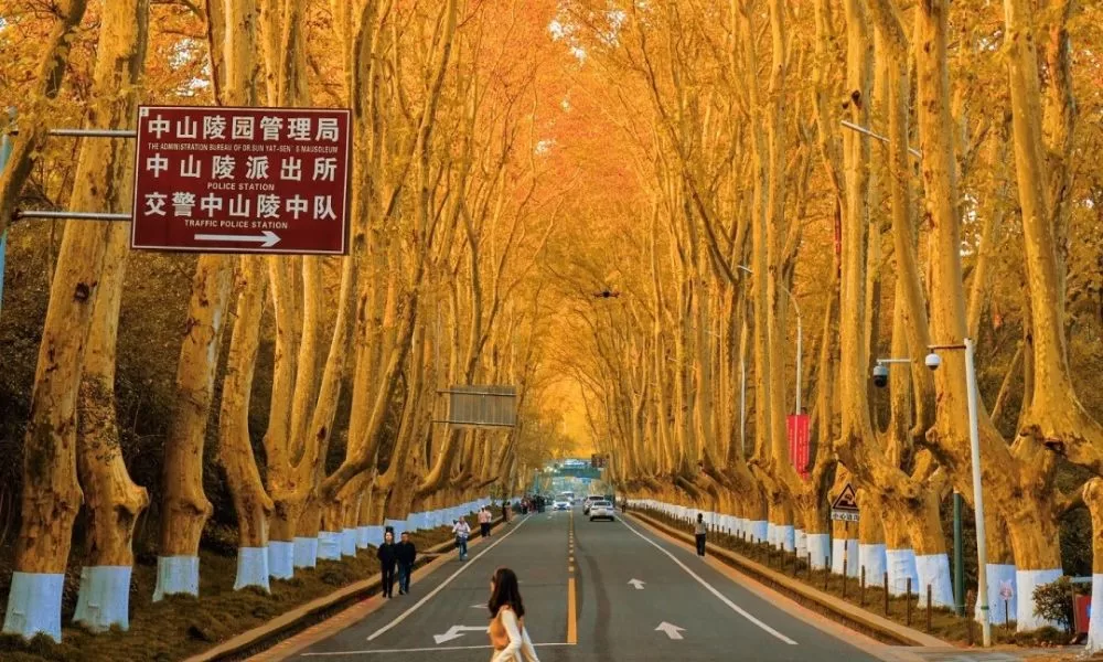 Đại lộ ngô đồng