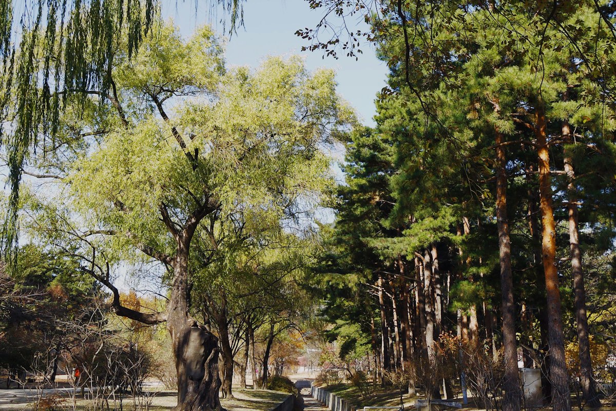 Công viên xanh giữa lòng Seoul mùa thu