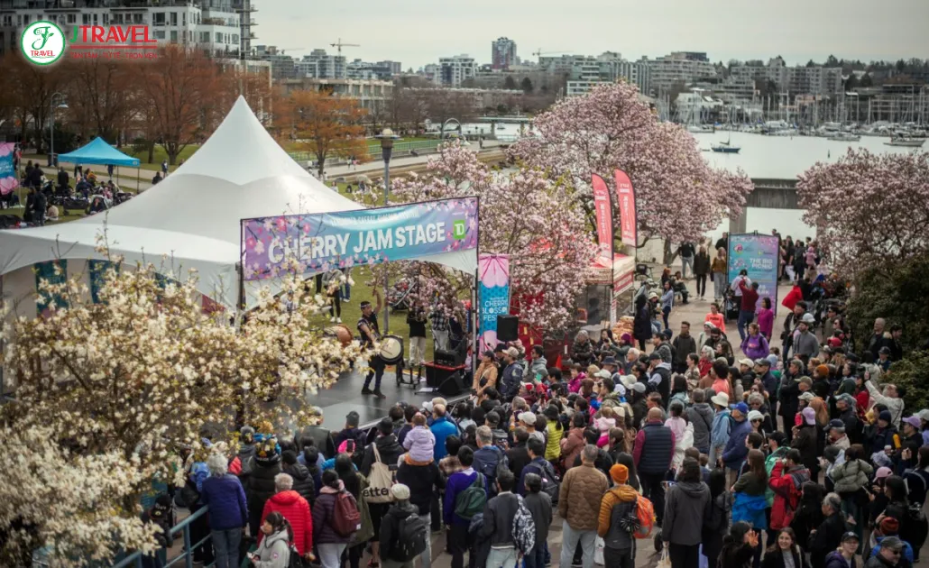 Lễ hội hoa anh đào Vancouver Cherry Blossom Festival rực rỡ sắc xuân