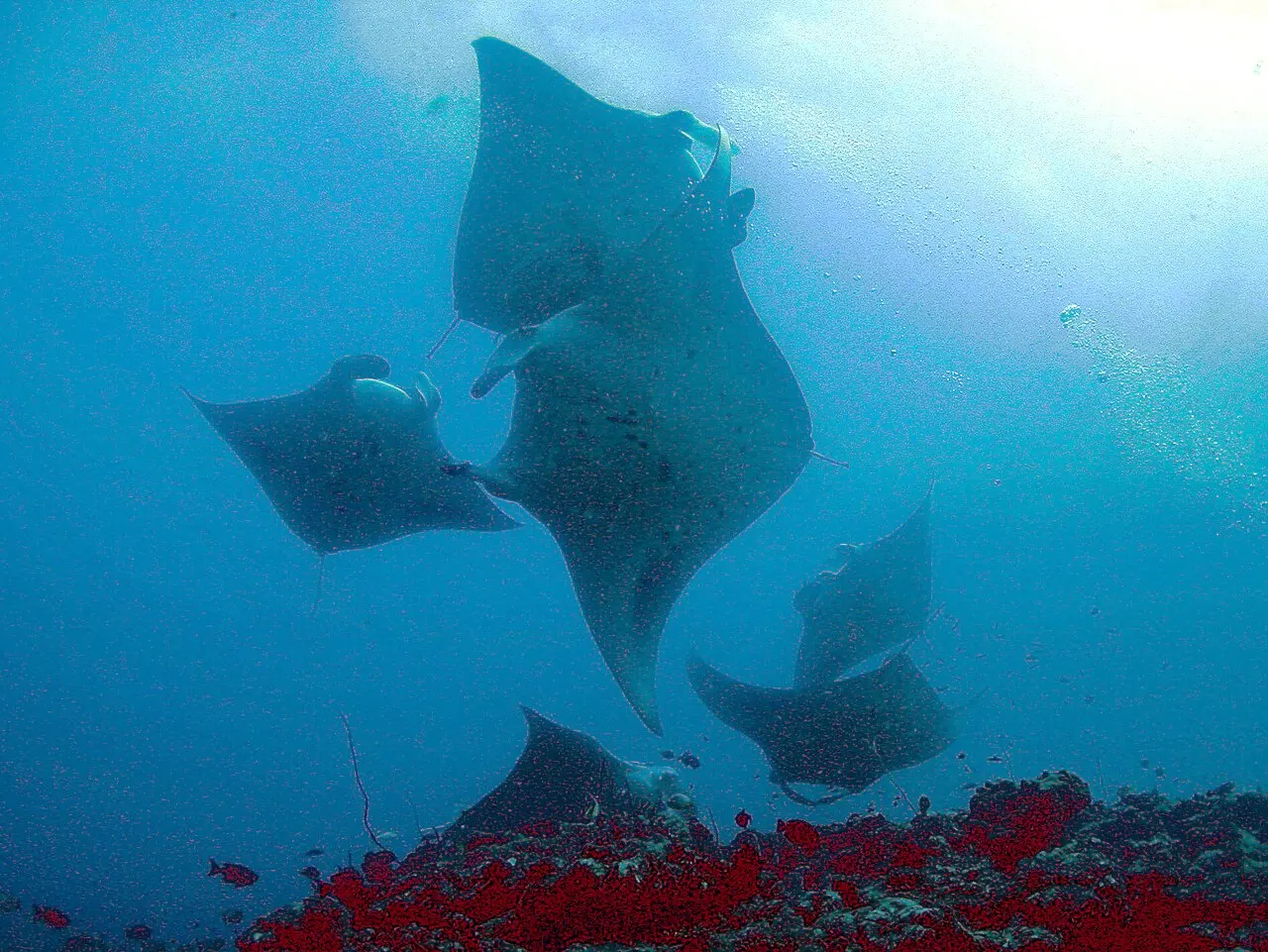 Đàn cá đuối manta ở Maldives