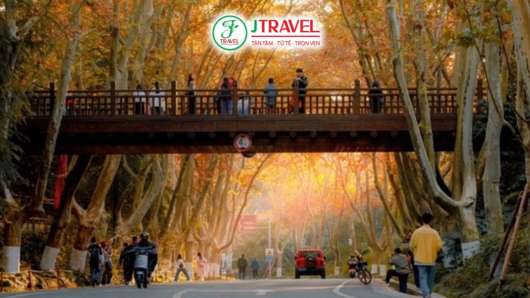 Vị Trí Của Đại Lộ Ngô Đồng