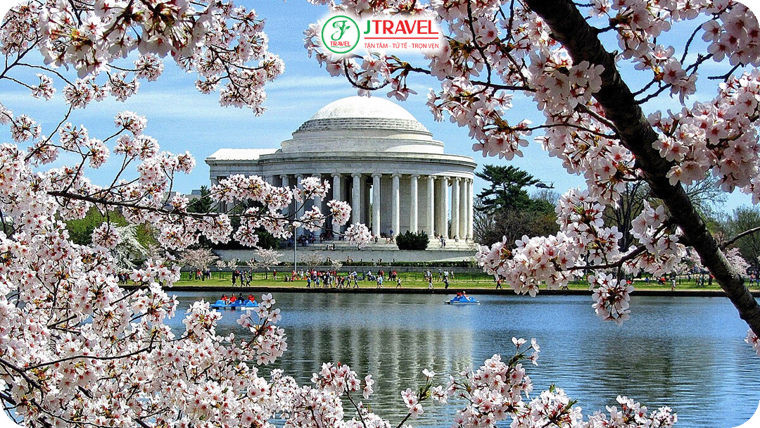 lễ hội hoa anh đào tại Washington D.C vào mùa xuân