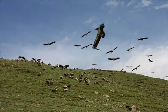Điểu Tán