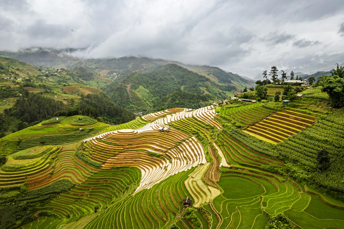 Toàn cảnh ruộng bậc thang và núi rừng Tây Bắc mùa lúa chín