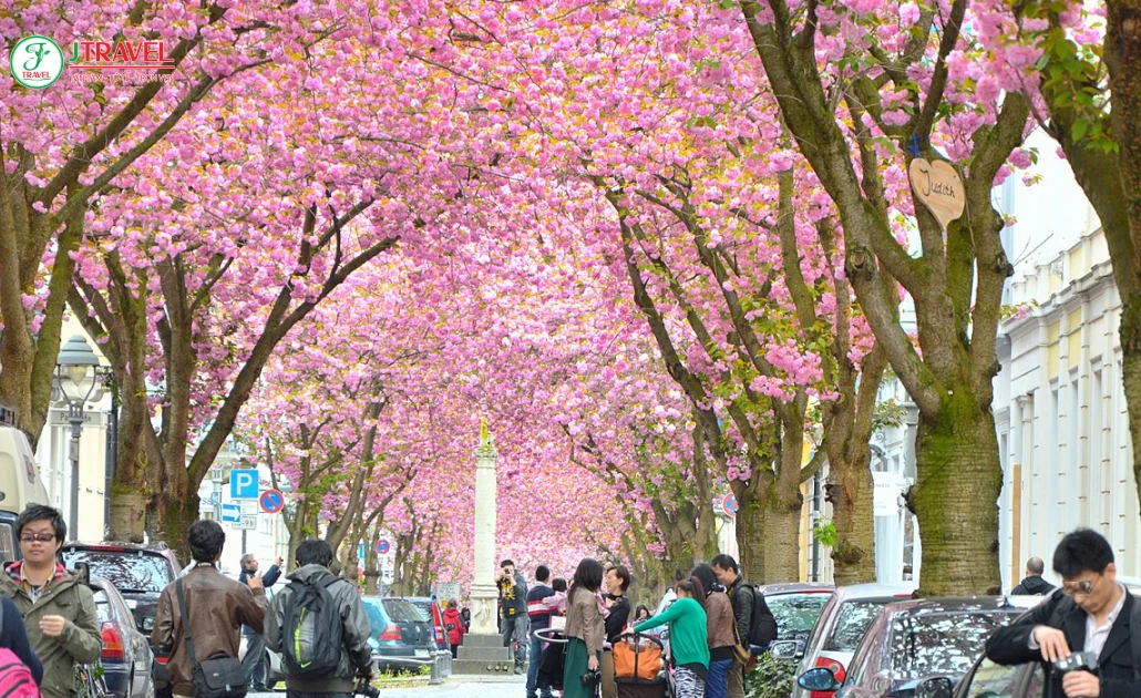 Lễ hội hoa anh đào Kirschblütenfest Đức