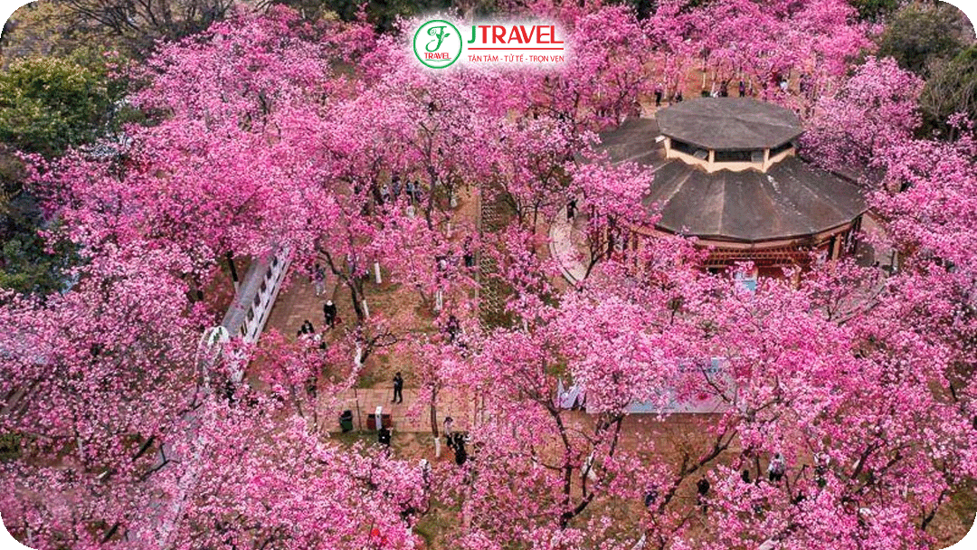 Hoa anh đào Côn Minh nở sớm hơn nhiều nơi khác