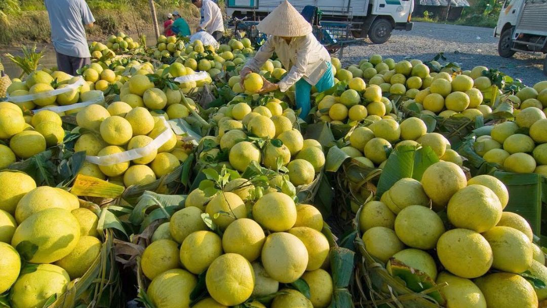 Vườn Trái Cây Vĩnh Kim – Tiền Giang Nguồn: Sưu tầm