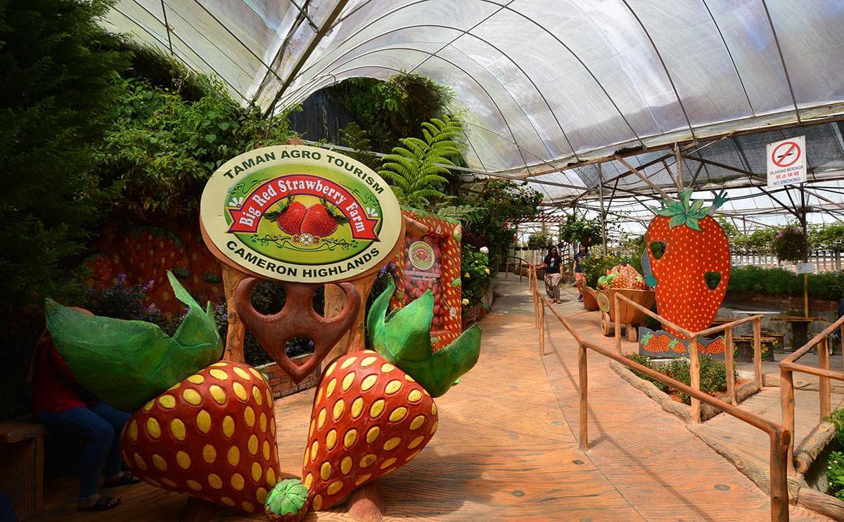 Big Red Strawberry Farm (ảnh internet)