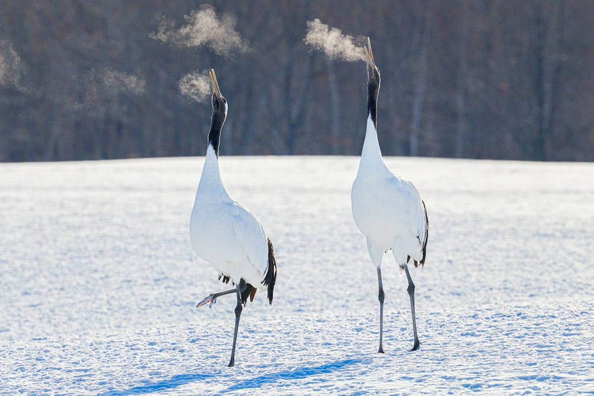 Đôi sếu đầu đỏ cất tiếng gọi nhau giữa cánh đồng tuyết Hokkaido