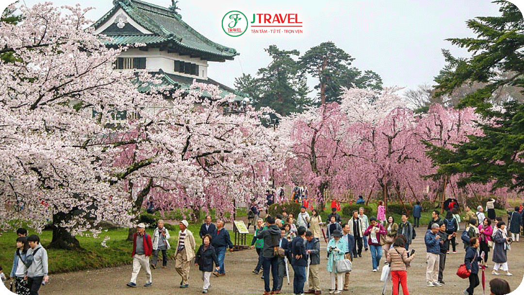 Hirosaki Cherry Blossom Festival (cuối tháng 4 – đầu tháng 5) tại Aomori