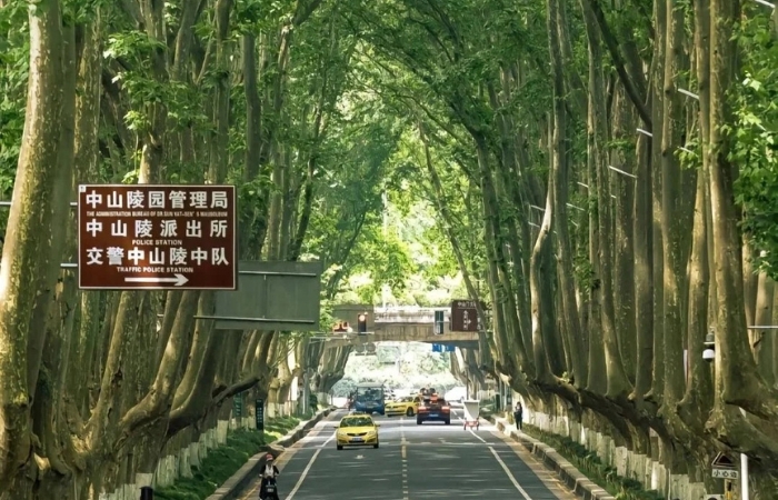 Hàng Cây Ngô Đồng