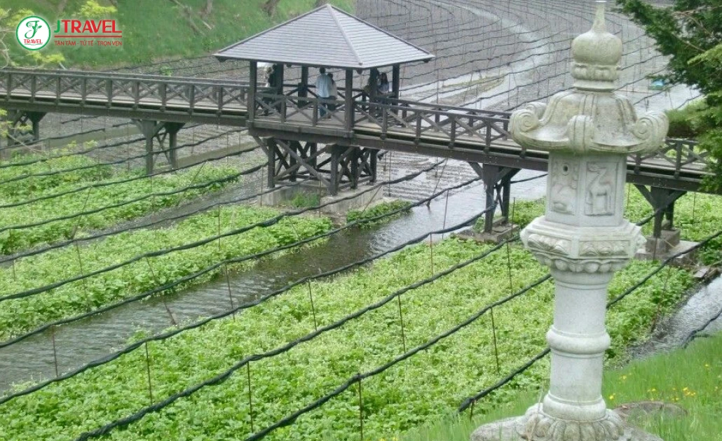 Cánh đồng wasabi mùa xuân