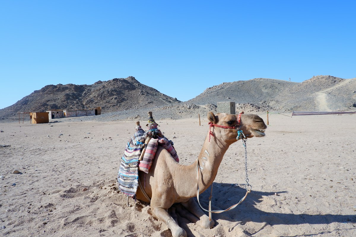 Lạc đà nghỉ giữa sa mạc Hurghada, phía sau là núi đá