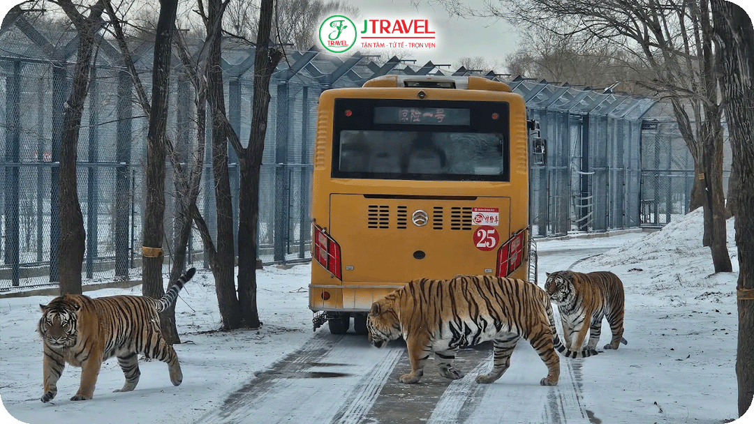 Công viên Siberian Tiger Park - Một khu bảo tồn tự nhiên dành riêng cho hổ Siberia