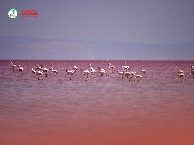 khu vực hồ là nơi trú ngụ theo mùa của các loài chim di trú