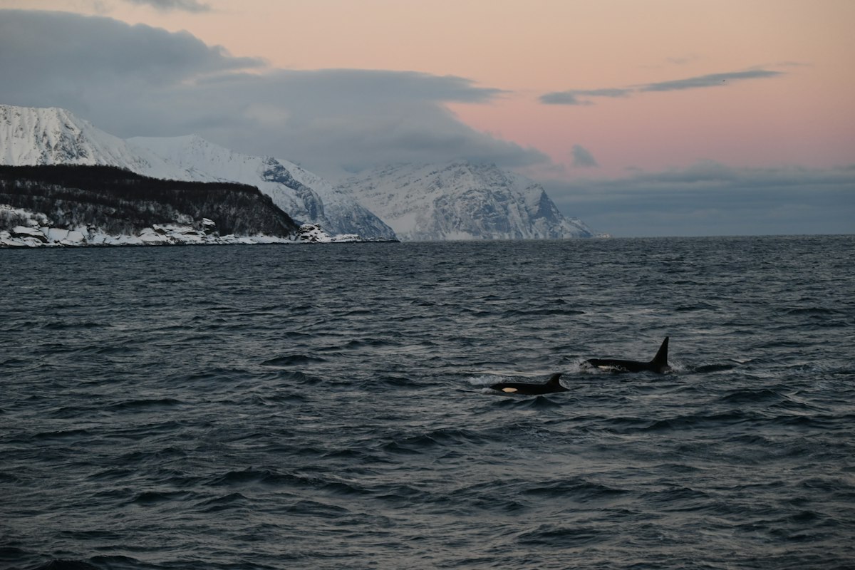Đàn cá voi sát thủ bơi giữa vùng biển phủ tuyết gần Tromsø