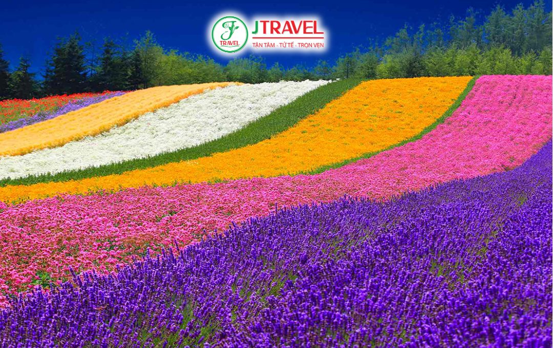 Cánh đồng hoa oải hương ở Furano
