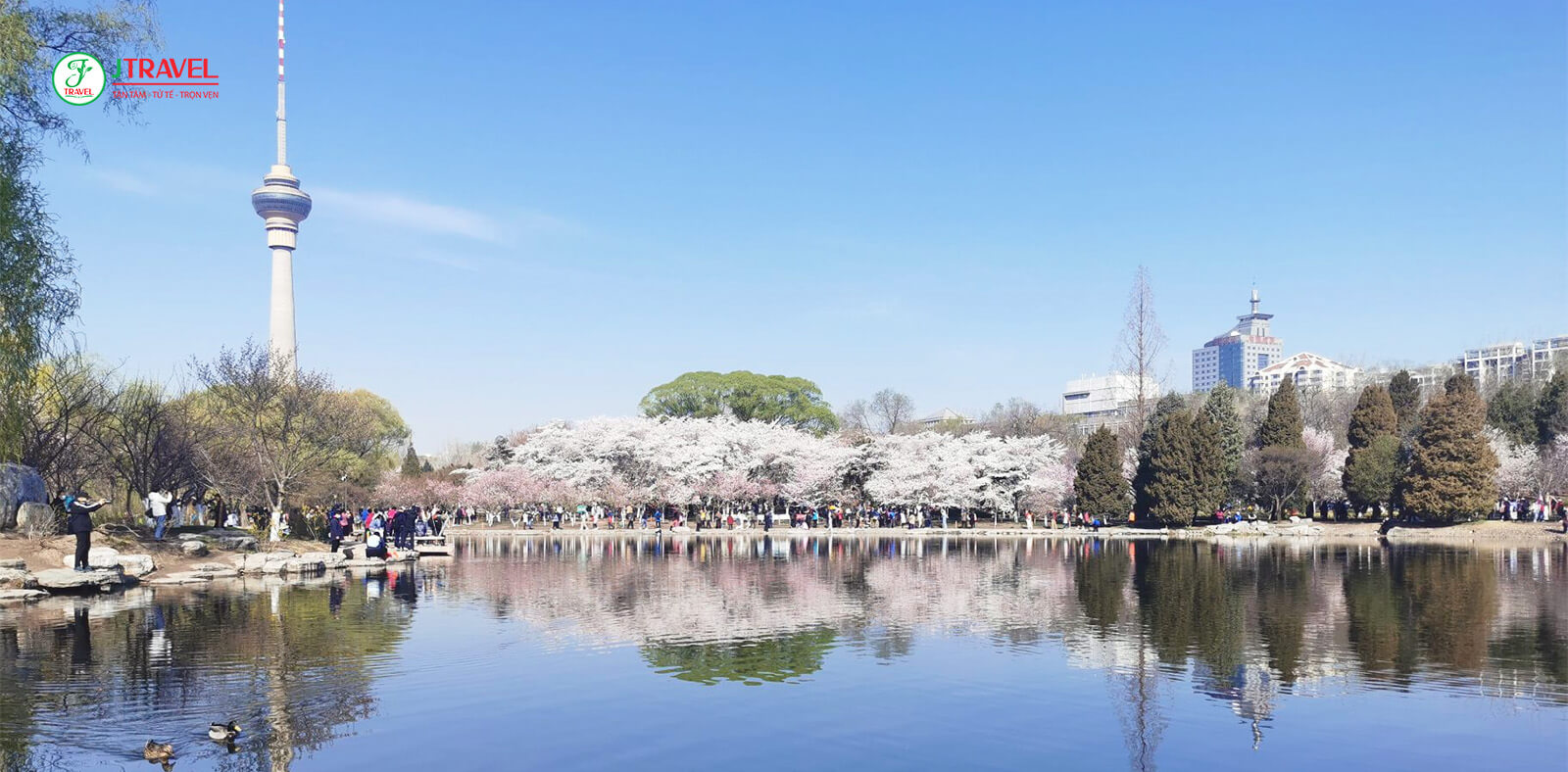 Mùa hoa anh đào ở Trung Quốc