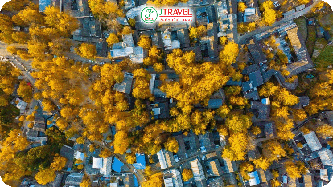 Rừng bạch quả Heshun - Khi hơn 30.000 cây bạch quả cùng chuyển vàng