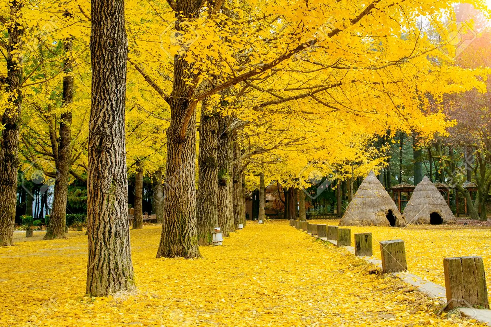 Tour Hàn Quốc mùa thu: Seoul – Nami – Everland 5N4Đ