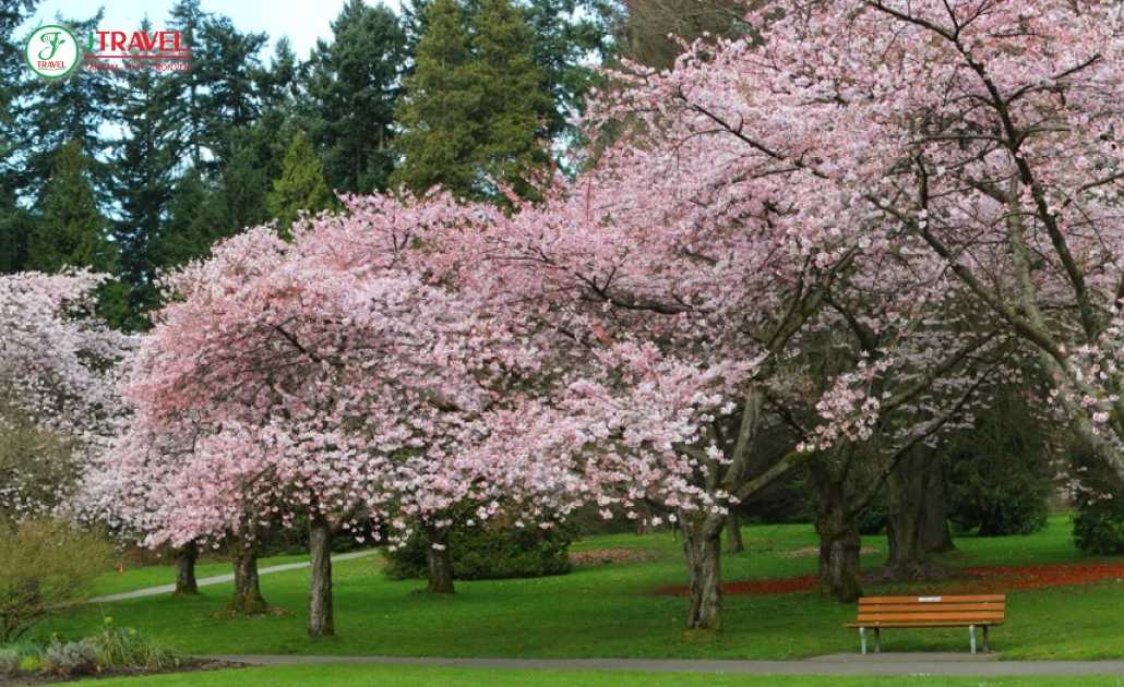Khung cảnh mùa xuân tại Stanley Park Vancouver với hàng ngàn cây hoa anh đào nở rộ