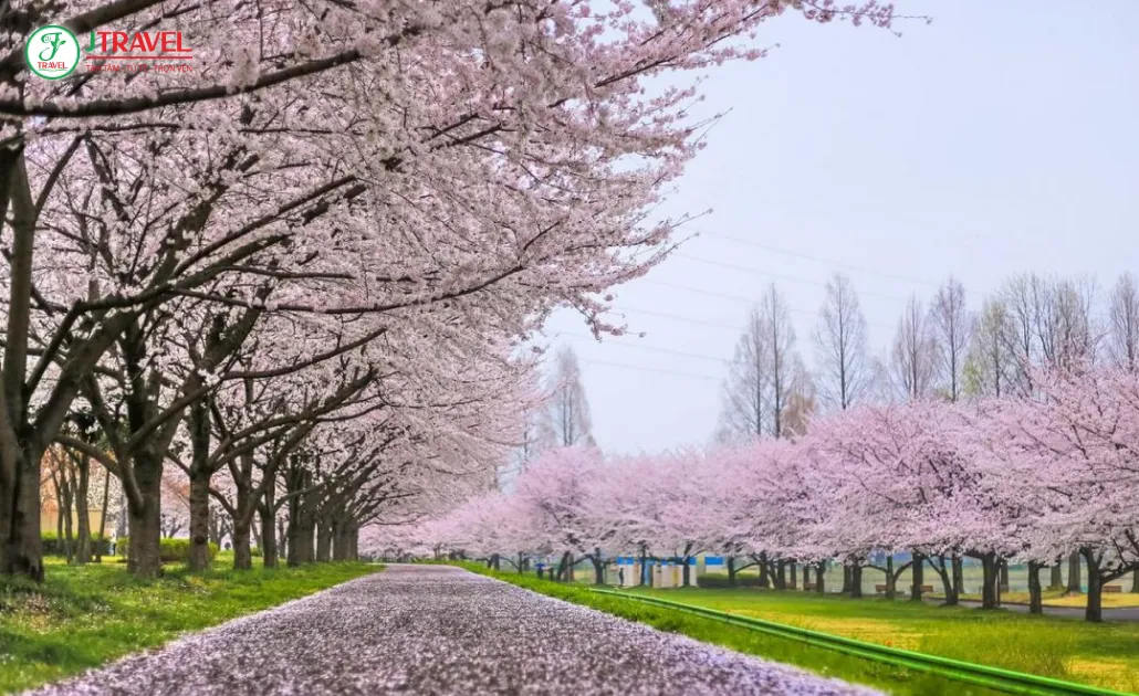 Công viên Canada mùa xuân yên bình với sắc hoa và bầu trời trong xanh