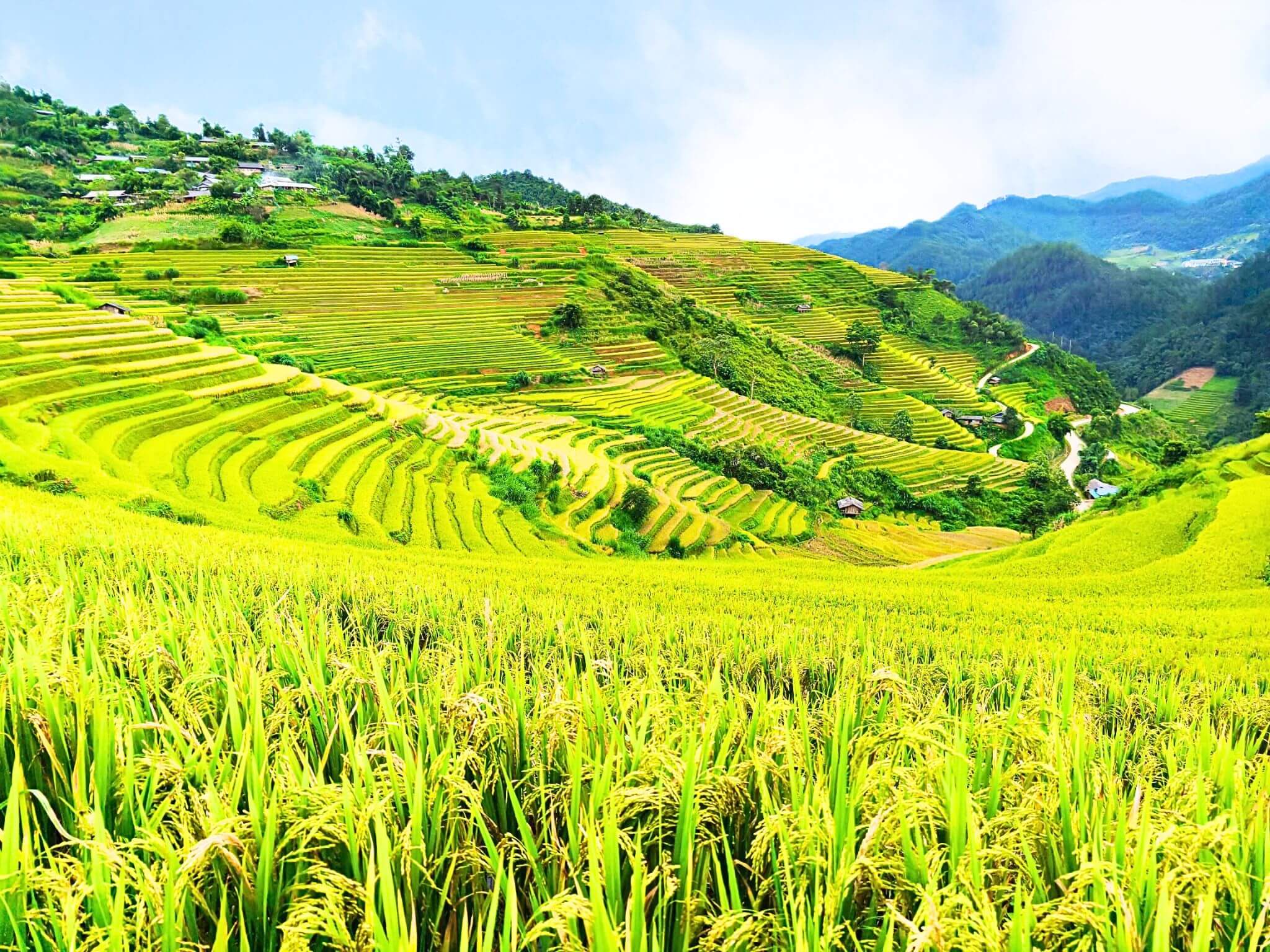 Mùa lúa chín Mù Cang Chải Tây Bắc