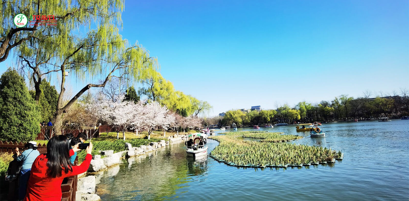 Mùa Hoa Anh Đào Trung Quốc 2026 Nở Tháng Mấy?