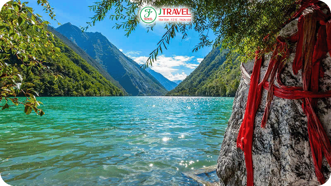 Tùng Bình Câu khoác lên tấm áo tươi mới của những tán xanh non mùa xuân