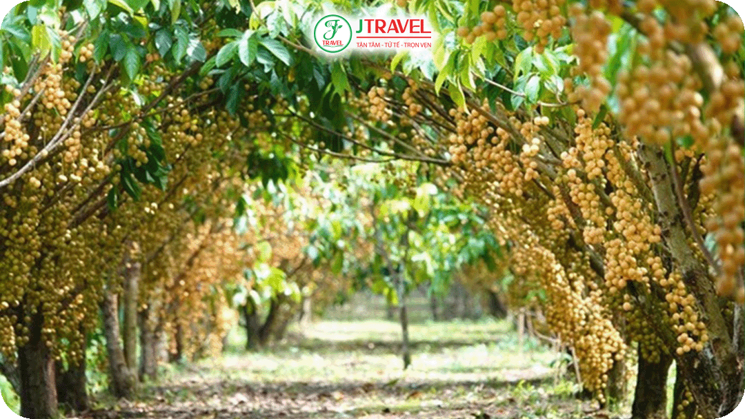 Vườn dâu 5 Cảnh là thiên đường dâu da