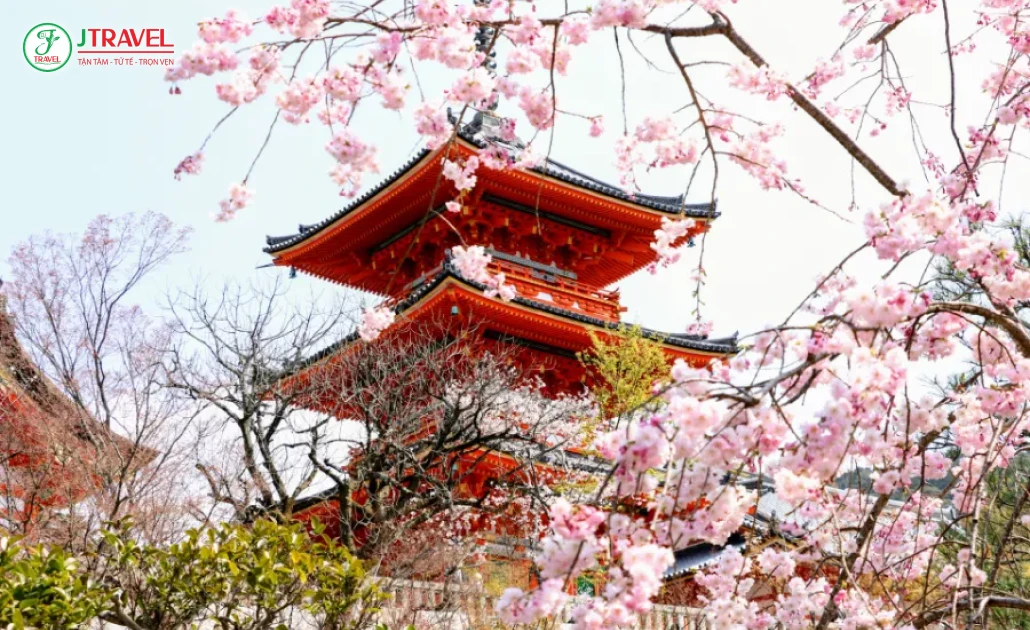 Chùa Kiyomizu-dera ở Kyoto rực rỡ trong sắc hoa anh đào mùa xuân